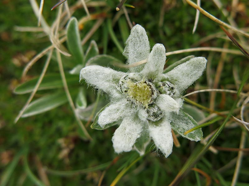 Bunzkögele